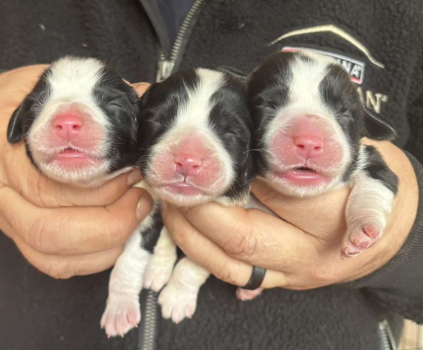 de Chester - Bearded Collie - Portée née le 03/01/2026
