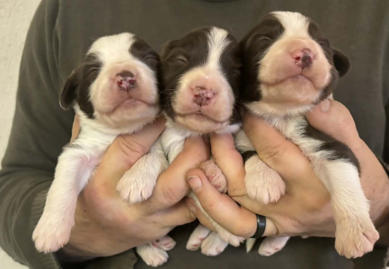 de Chester - Chiots disponibles - Bearded Collie