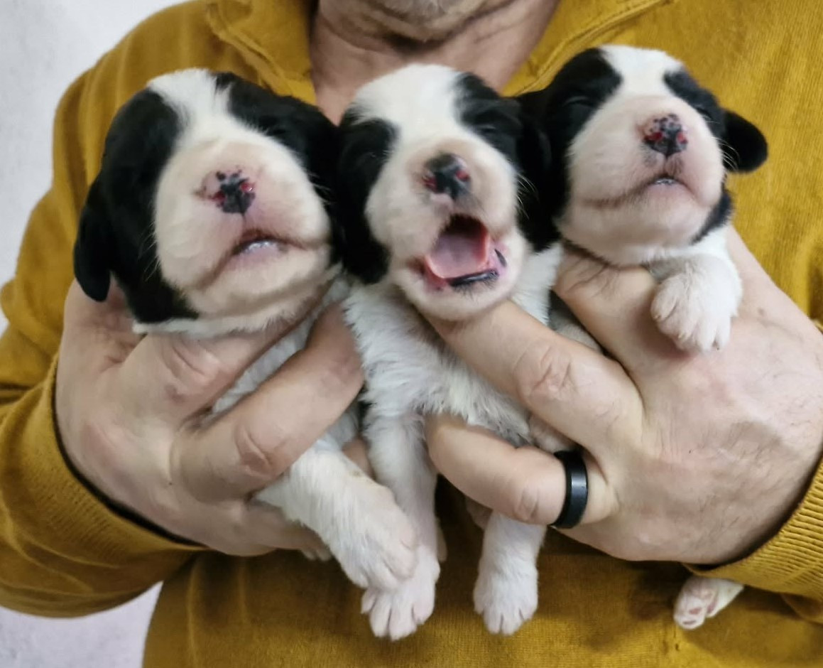 de Chester - Chiots disponibles - Bearded Collie