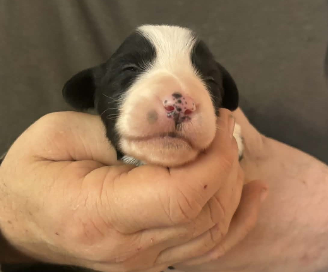 de Chester - Chiots disponibles - Bearded Collie