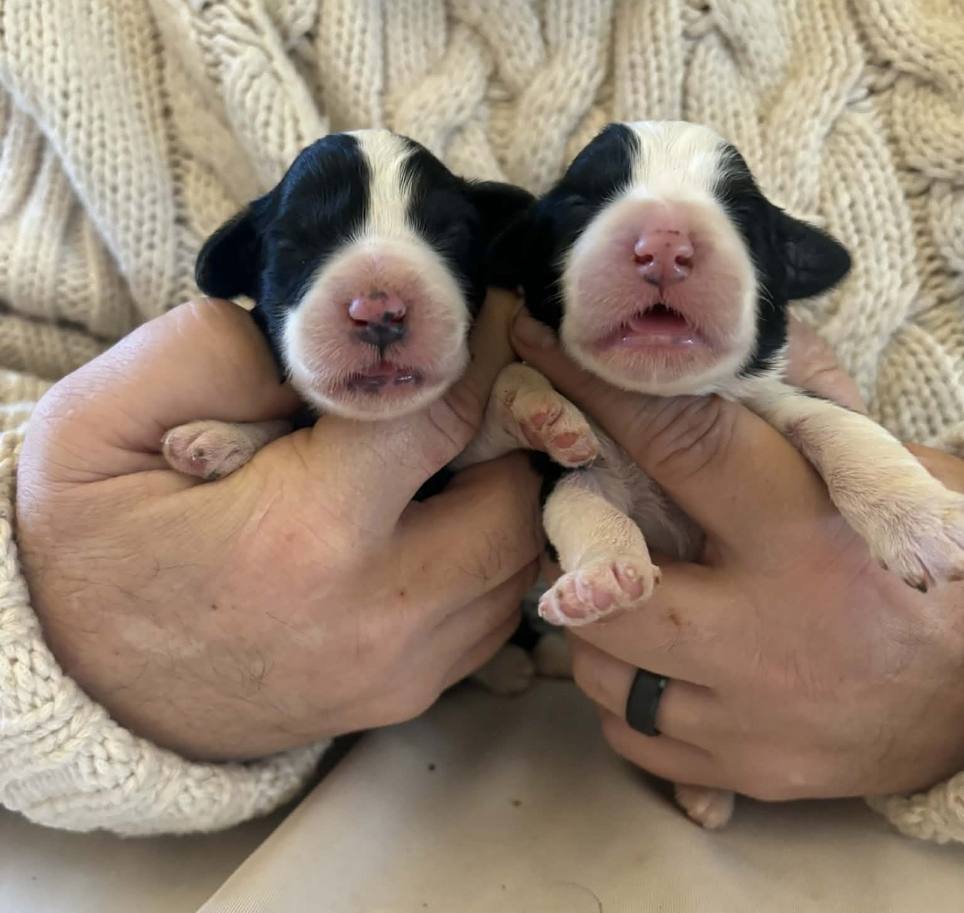 de Chester - Chiots disponibles - Bearded Collie