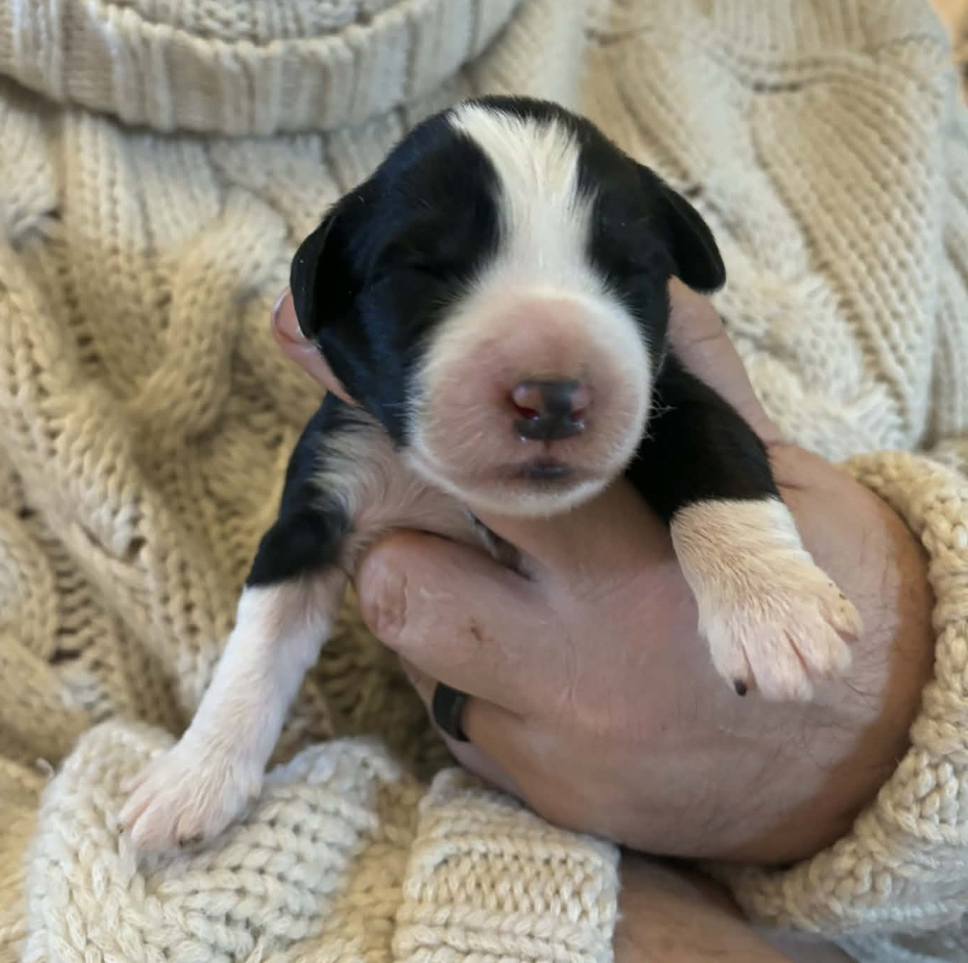 de Chester - Chiots disponibles - Bearded Collie