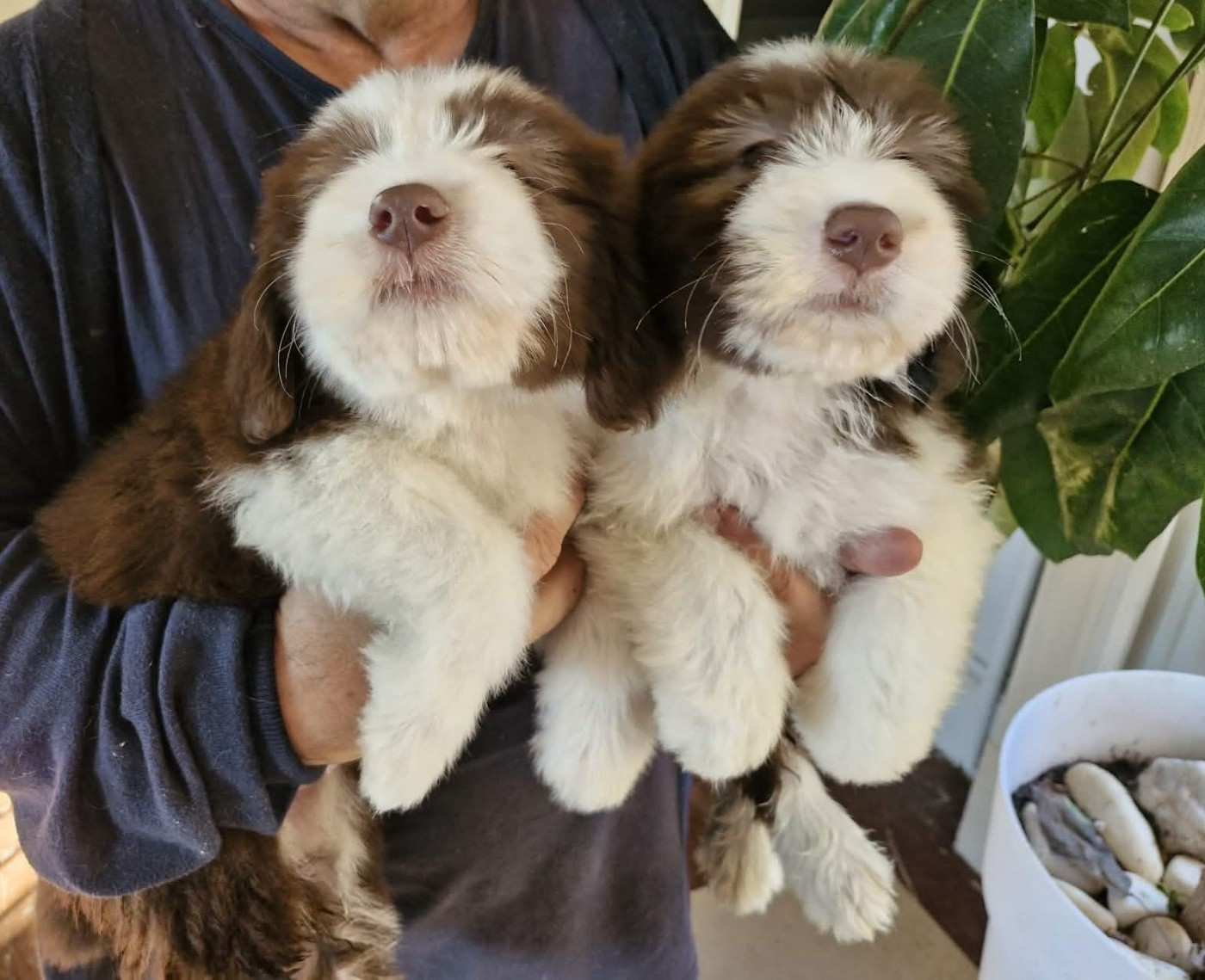 de Chester - Chiots disponibles - Bearded Collie