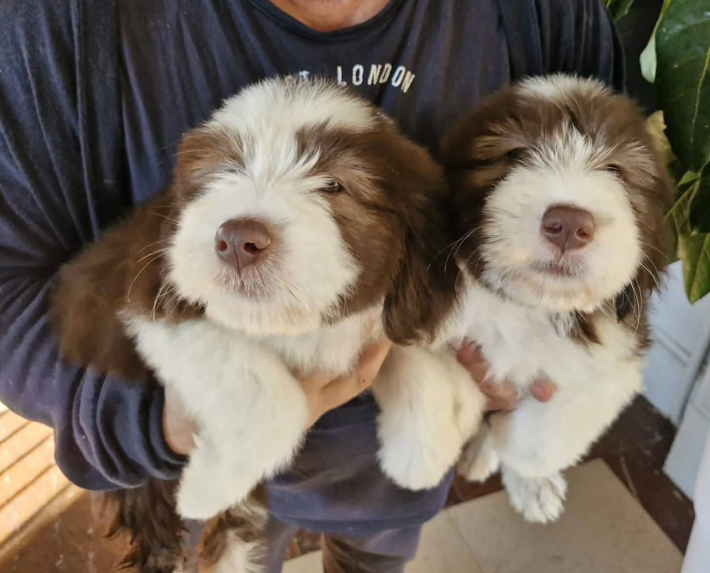 de Chester - Chiots disponibles - Bearded Collie