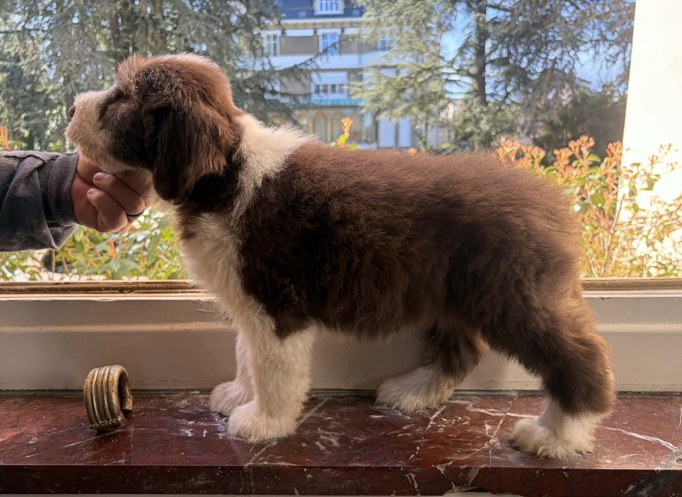 de Chester - Chiots disponibles - Bearded Collie