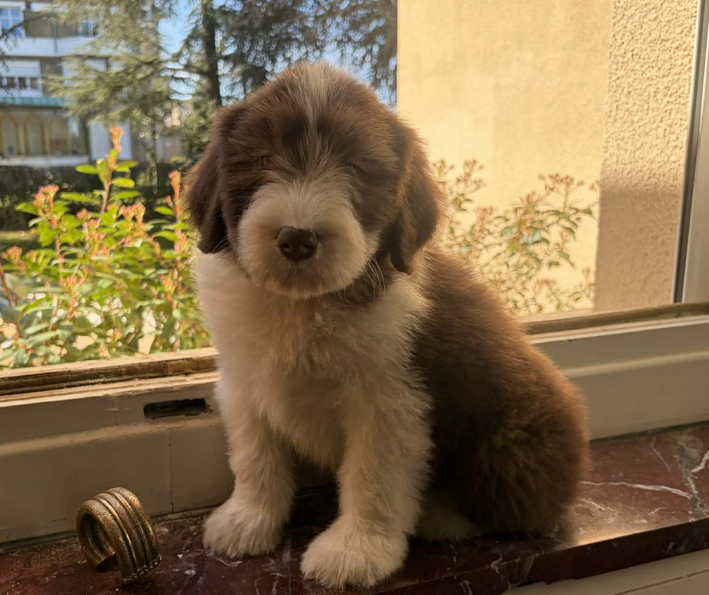 de Chester - Chiots disponibles - Bearded Collie