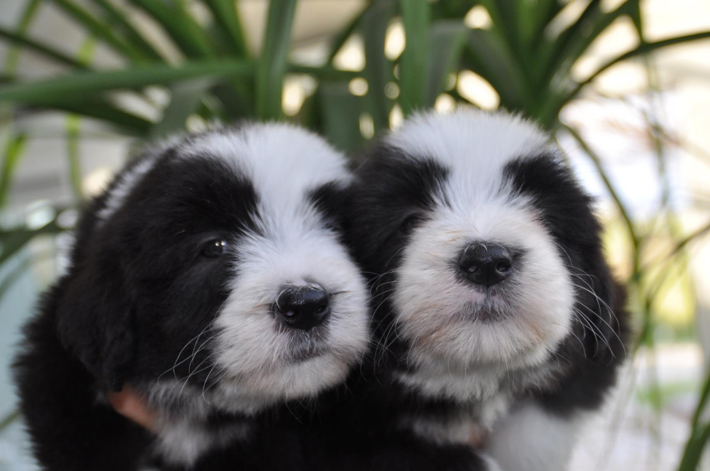 de Chester - Chiots disponibles - Bearded Collie
