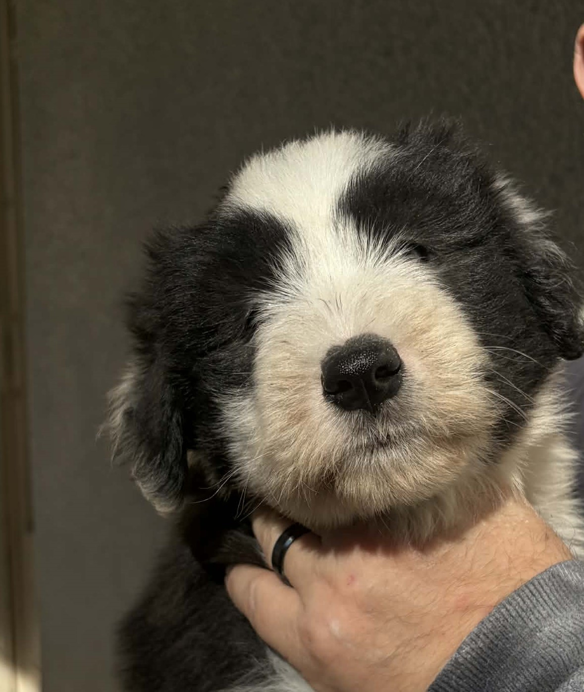 de Chester - Chiots disponibles - Bearded Collie