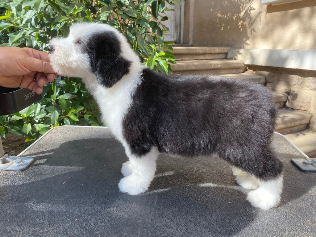 de Chester - Chiots disponibles - Bearded Collie