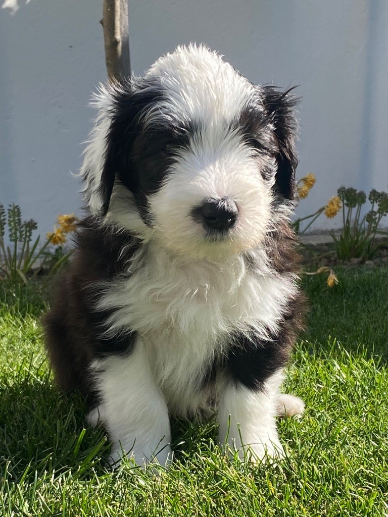 de Chester - Chiots disponibles - Bearded Collie
