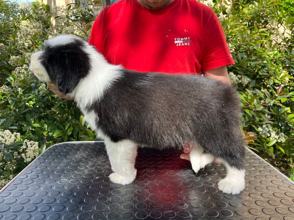 de Chester - Chiots disponibles - Bearded Collie