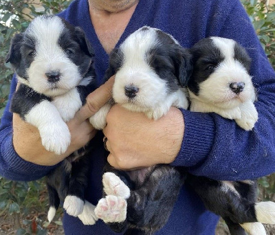 CHIOT 1