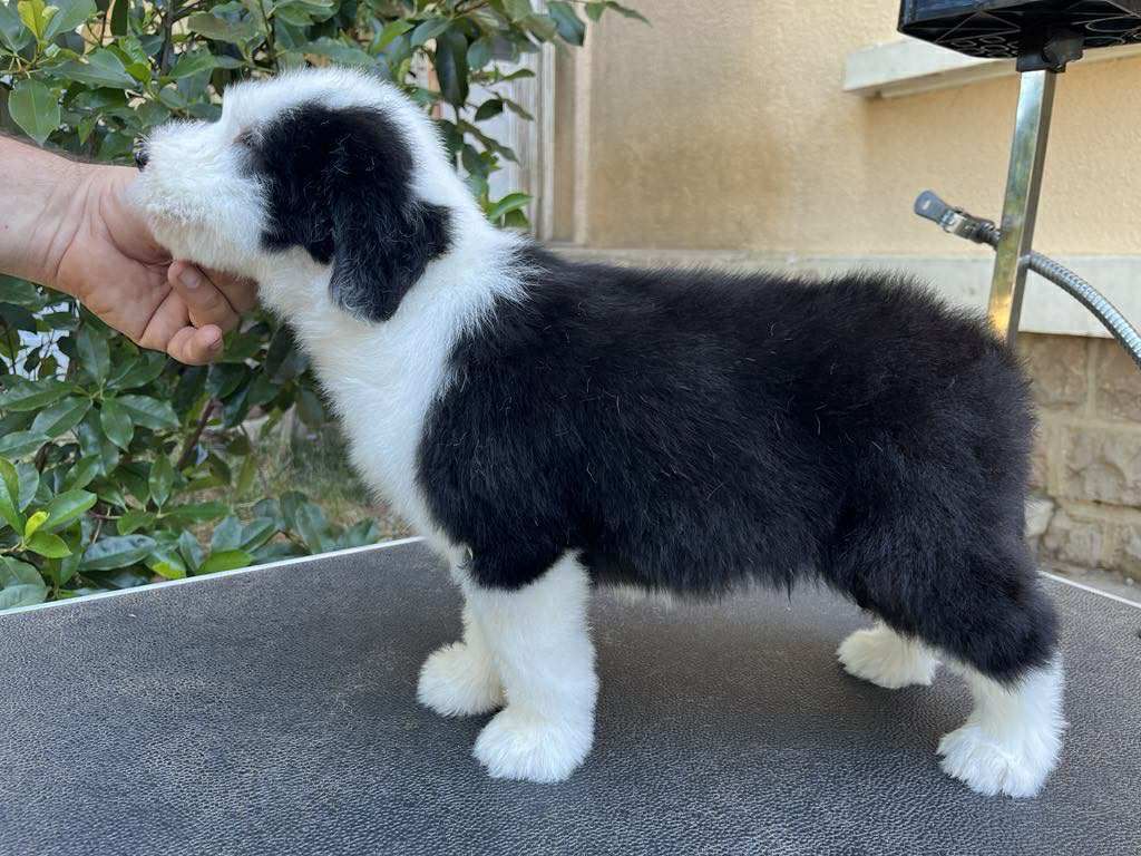 de Chester - Chiots disponibles - Bearded Collie