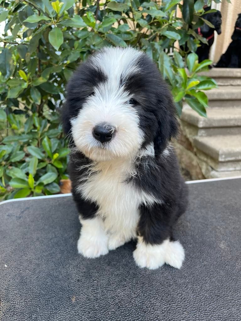 de Chester - Chiots disponibles - Bearded Collie