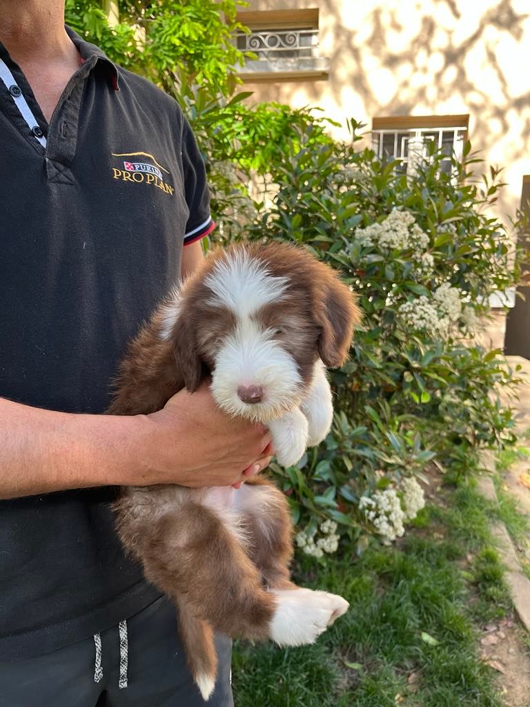 de Chester - Chiots disponibles - Bearded Collie
