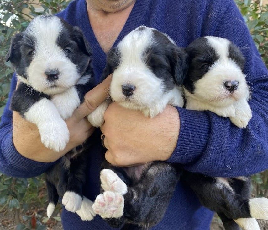 de Chester - Chiots disponibles - Bearded Collie