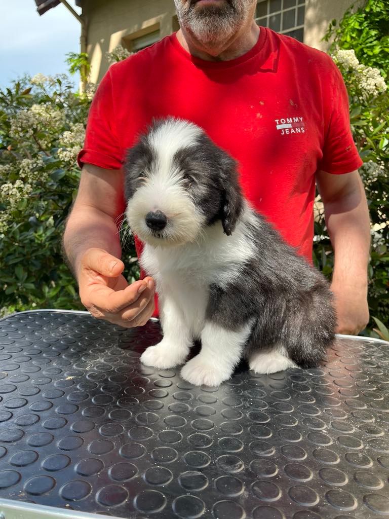 de Chester - Chiots disponibles - Bearded Collie